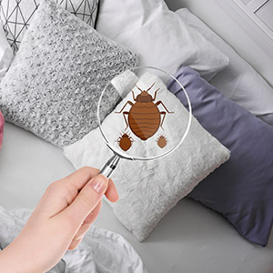 bed bug elimination