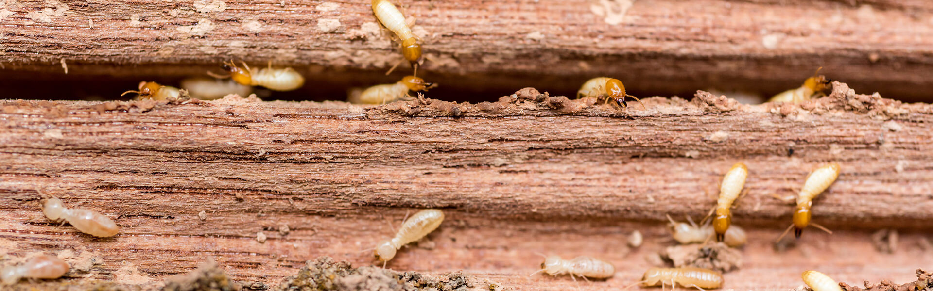 termite inspections in lincoln illinois