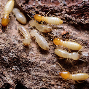 termite control lincoln il